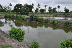  Water Channel for prawns