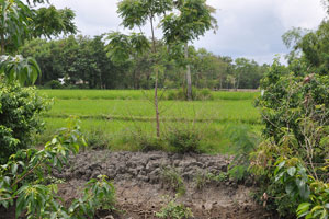   Includes ricefield