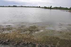 Largest Pond with algae
